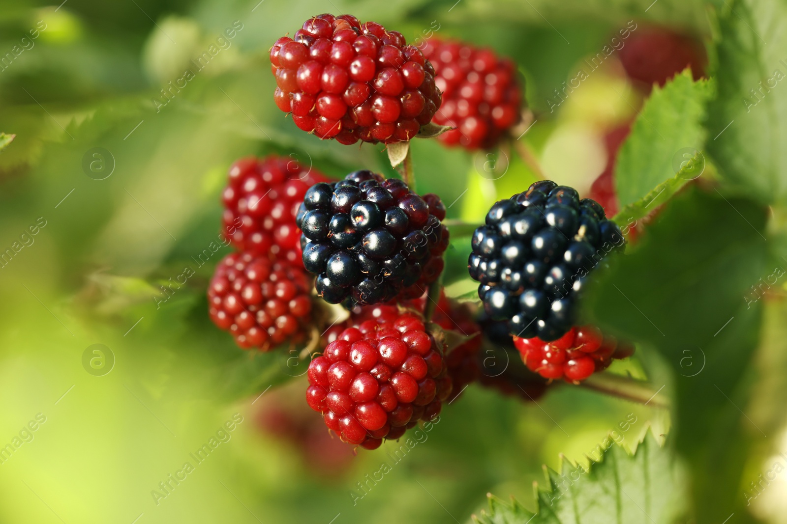 Photo of Unripe blackberries growing on bush outdoors, closeup