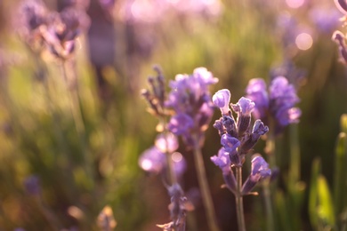 Image of Beautiful sunlit lavender flowers outdoors, closeup view