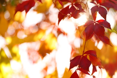 Photo of Tree branch with sunlit bright leaves in park, closeup. Autumn season