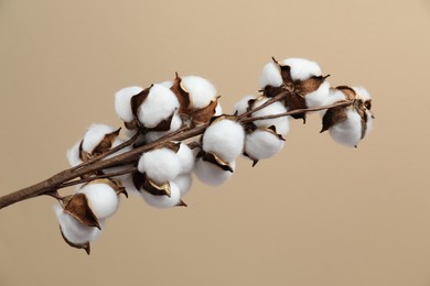 Beautiful cotton branch with fluffy flowers on beige background