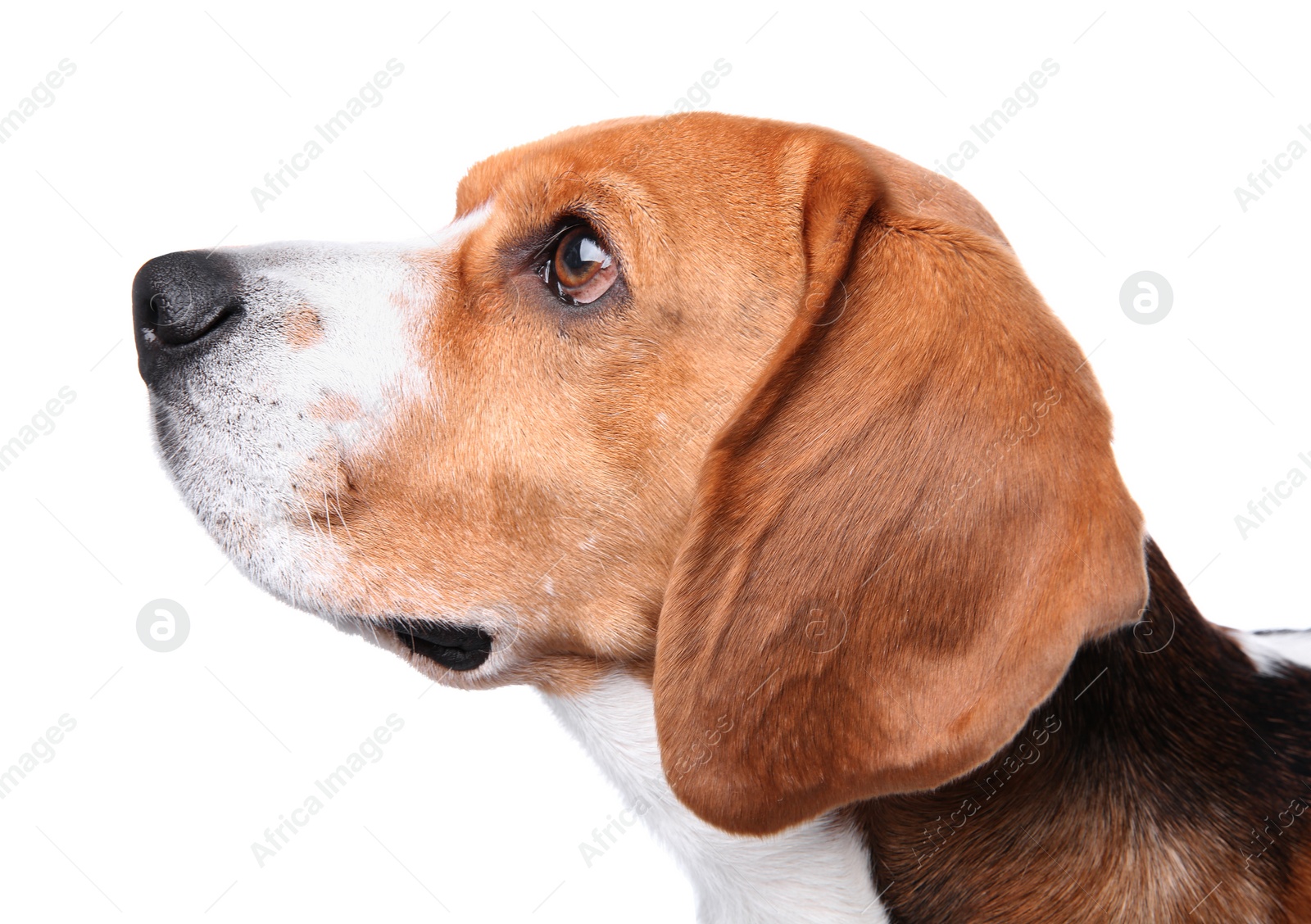 Photo of Beautiful beagle dog on white background. Adorable pet