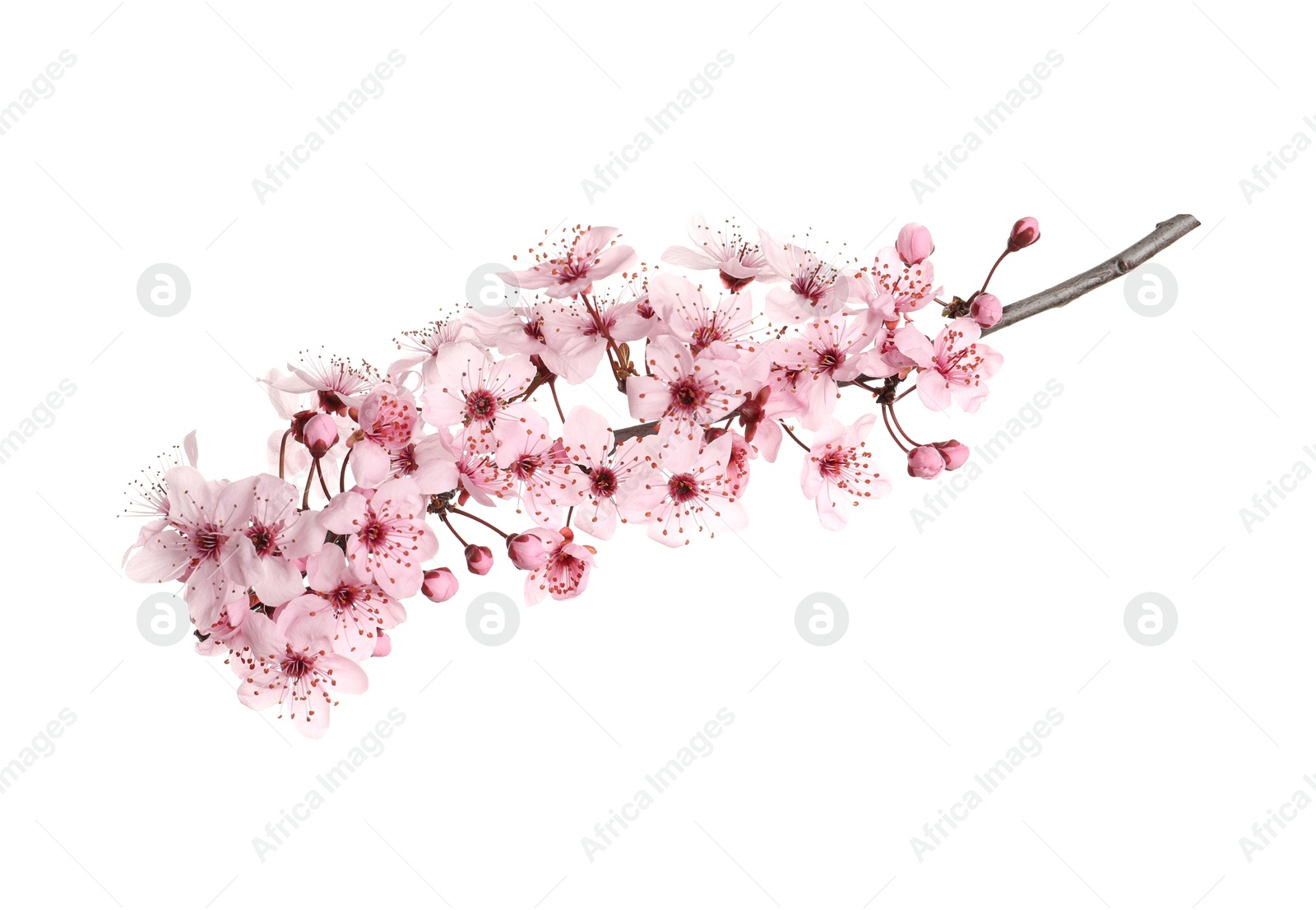 Photo of Sakura tree branch with beautiful pink blossoms isolated on white