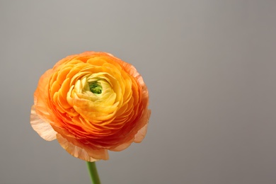 Beautiful ranunculus flower on grey background