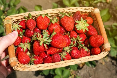 Woman holding basket with delicious fresh red strawberries outdoors, closeup