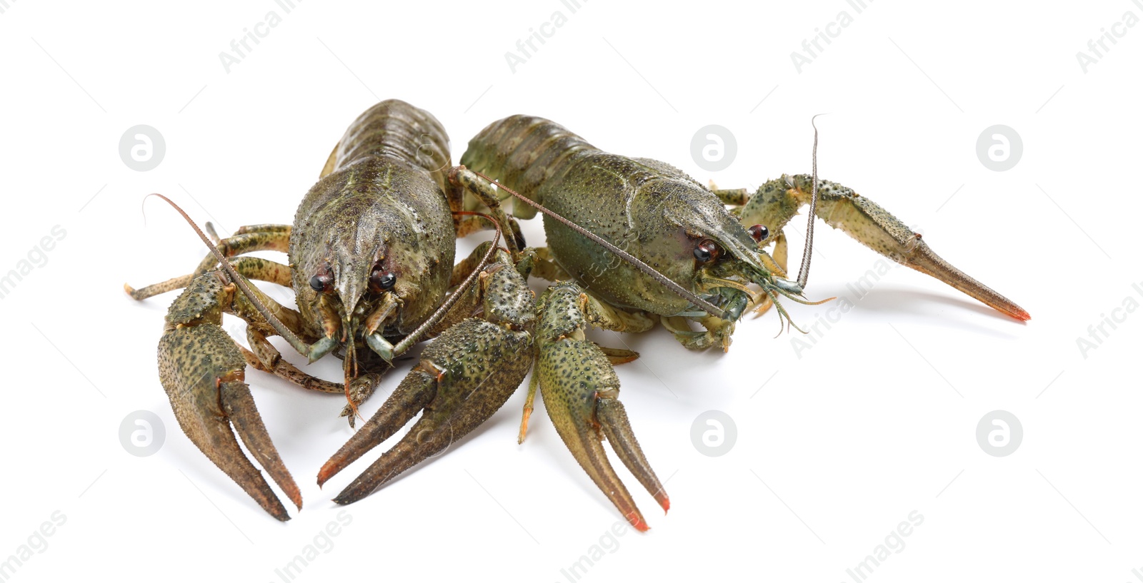 Photo of Fresh raw crayfishes isolated on white. Healthy seafood