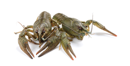 Photo of Fresh raw crayfishes isolated on white. Healthy seafood