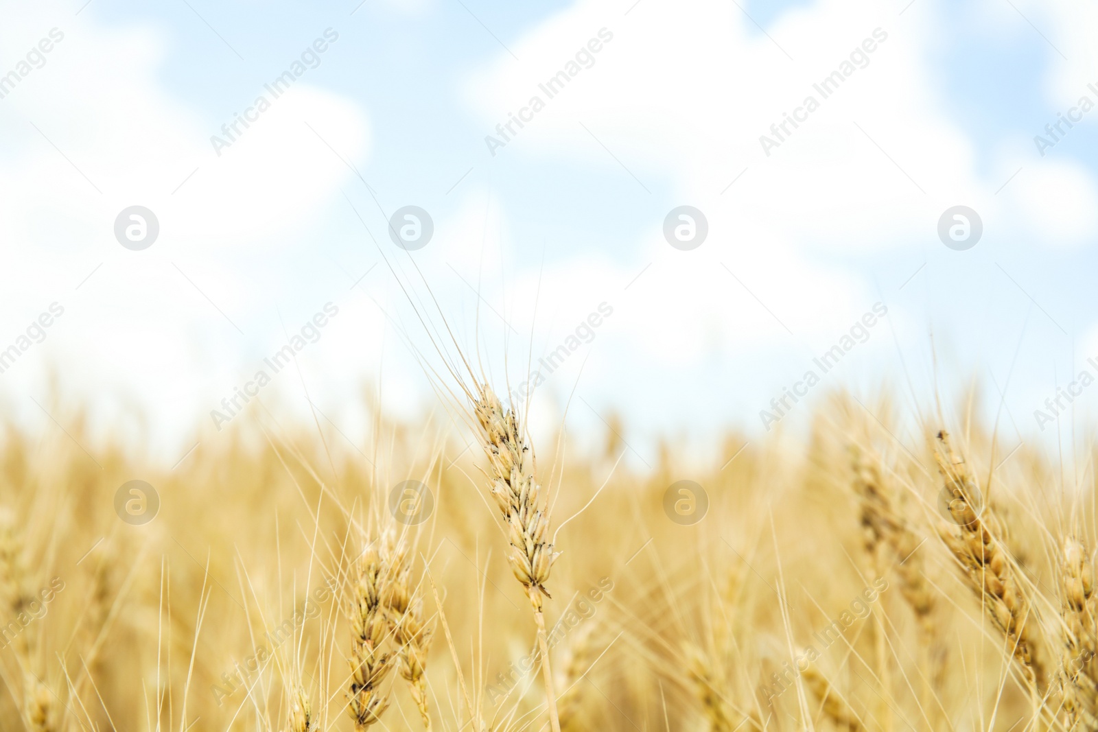 Photo of Golden wheat in grain field. Cereal farming