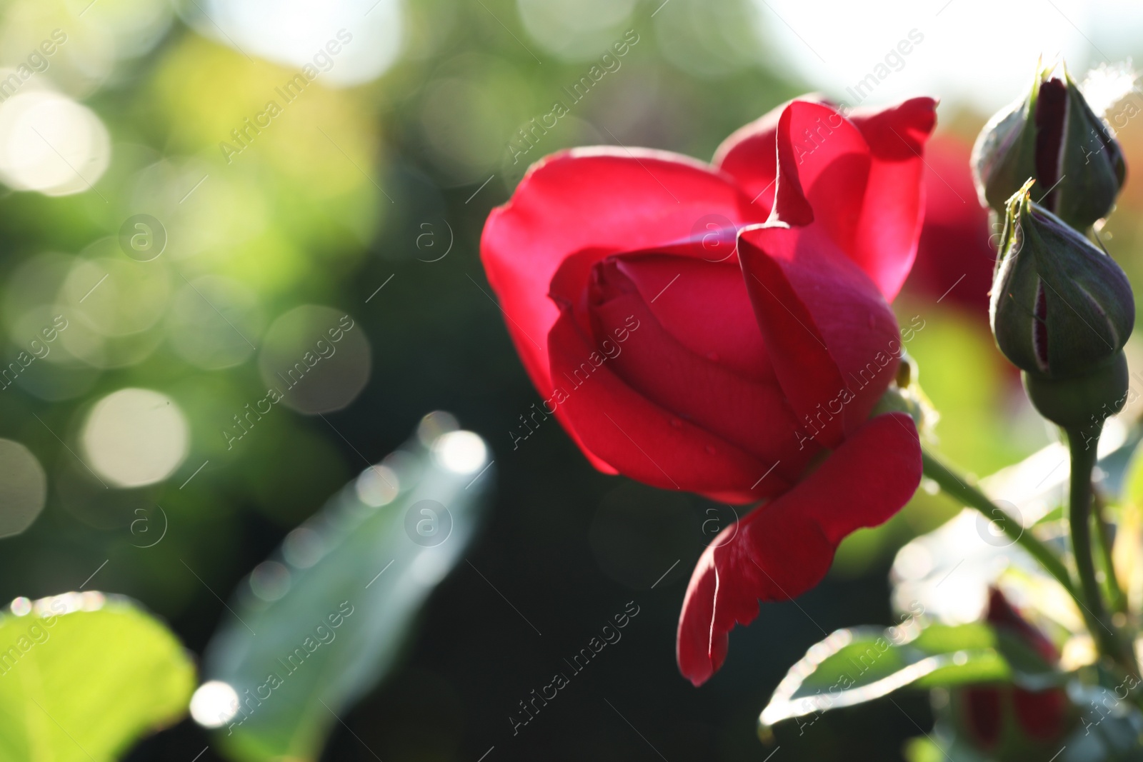 Photo of Beautiful blooming rose in garden on sunny day, space for text