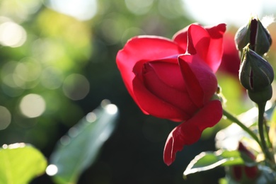 Photo of Beautiful blooming rose in garden on sunny day, space for text