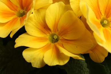Photo of Beautiful primula (primrose) plant with yellow flowers, closeup. Spring blossom
