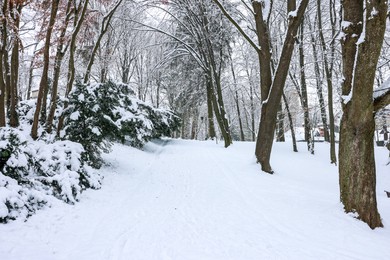 Photo of Trees covered with snow in winter park