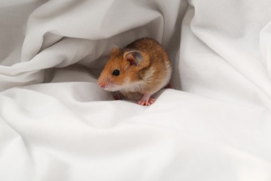 Photo of Cute little hamster in white fabric, space for text