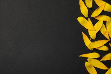 Photo of Fresh yellow sunflower petals on black background, flat lay. Space for text