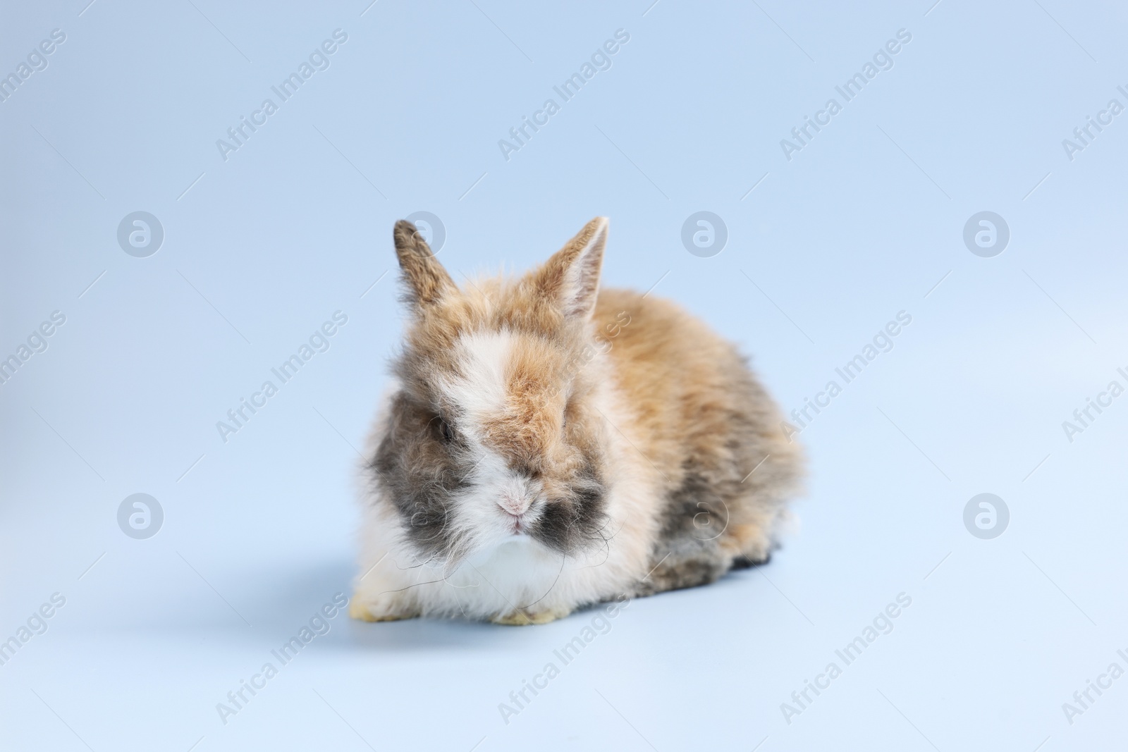 Photo of Cute little rabbit on light blue background