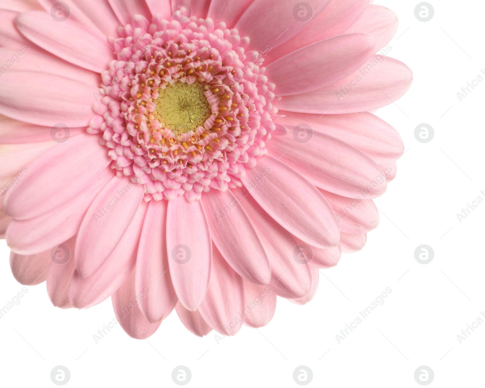 Photo of Beautiful pink gerbera flower on white background, closeup