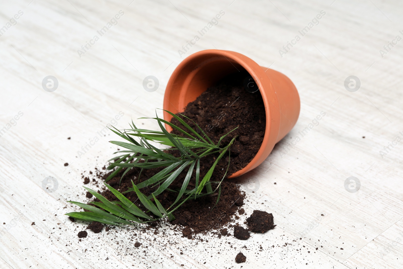 Photo of Overturned terracotta flower pot with soil and plant on white wooden floor