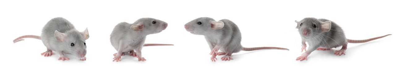 Image of Set of cute little rats on white background. Banner design