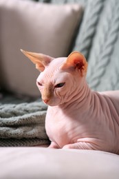 Photo of Beautiful Sphynx cat on sofa at home. Lovely pet