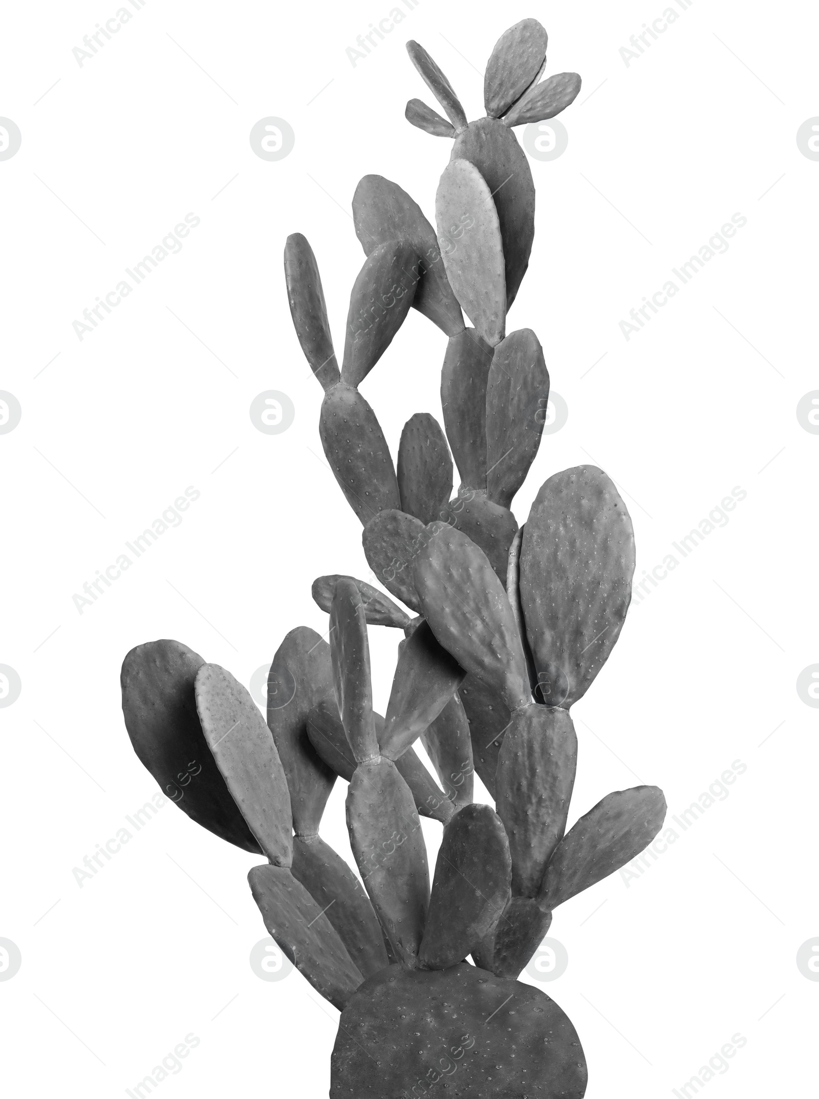 Image of Beautiful big cactus on white background. Black and white effect