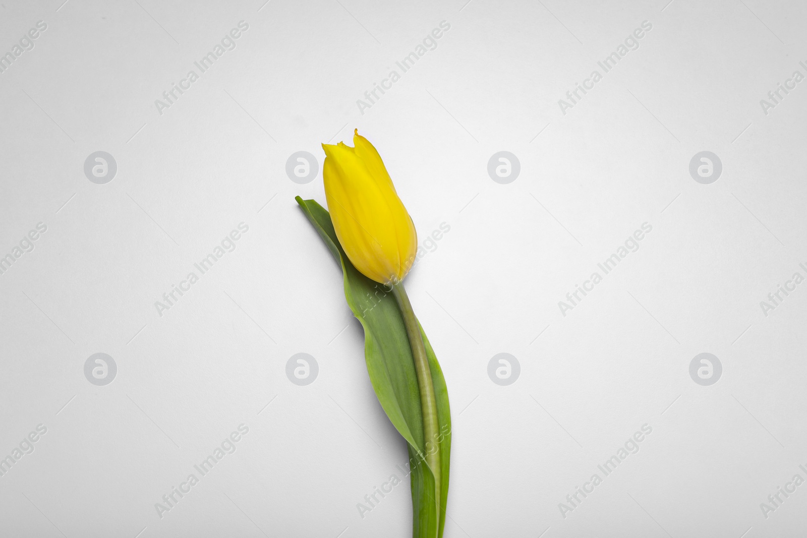 Photo of Beautiful yellow tulip flower on white background, top view