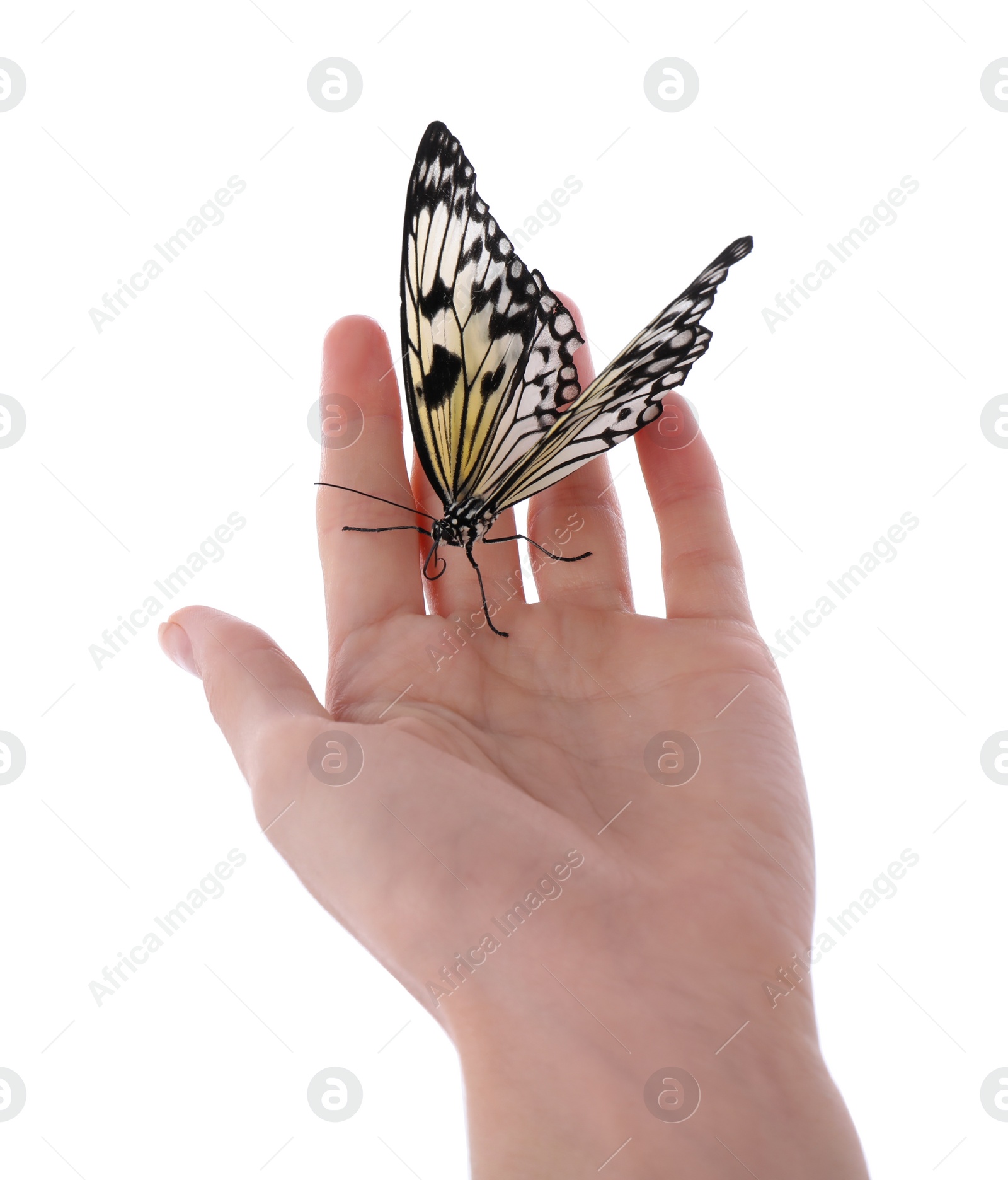 Photo of Woman holding beautiful rice paper butterfly on white background, closeup