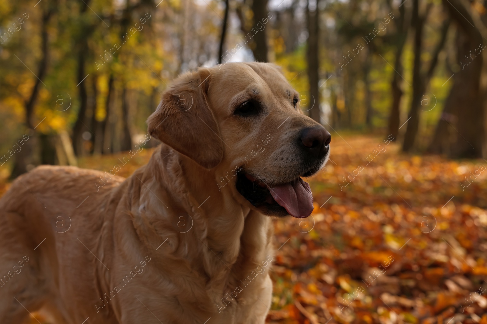 Photo of Cute Labrador Retriever dog in sunny autumn park, closeup