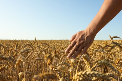 Man in wheat field under blue sky, closeup