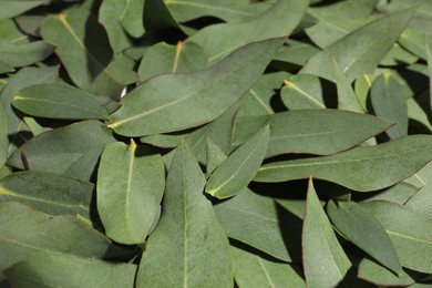 Many eucalyptus leaves as background, closeup view