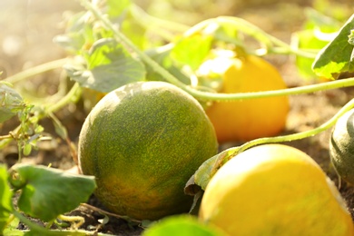 Fresh juicy melons growing in field on sunny day