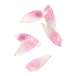 Image of Pink lotus flower petals falling on white background