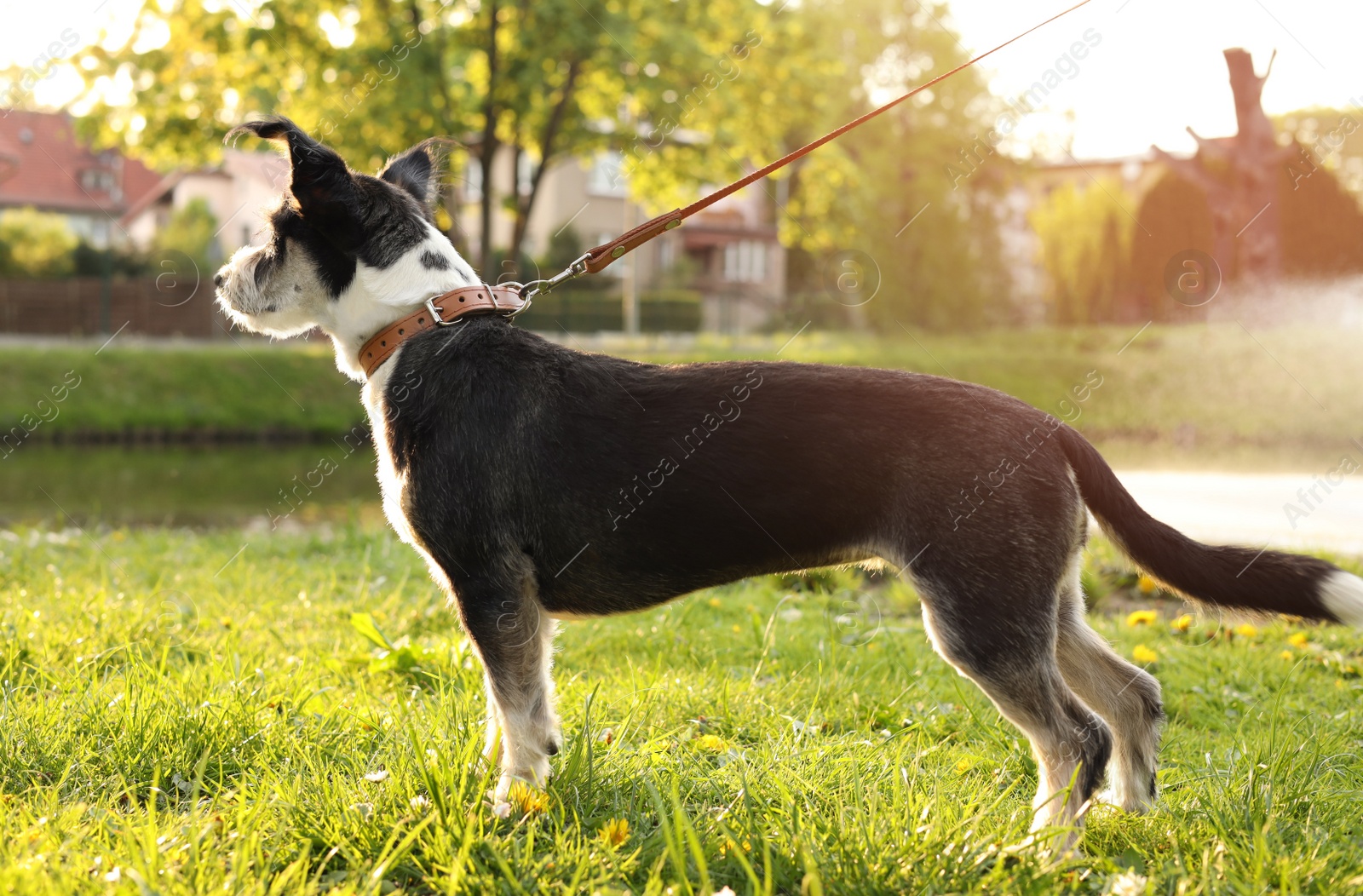 Photo of Cute dog with leash on green grass in park