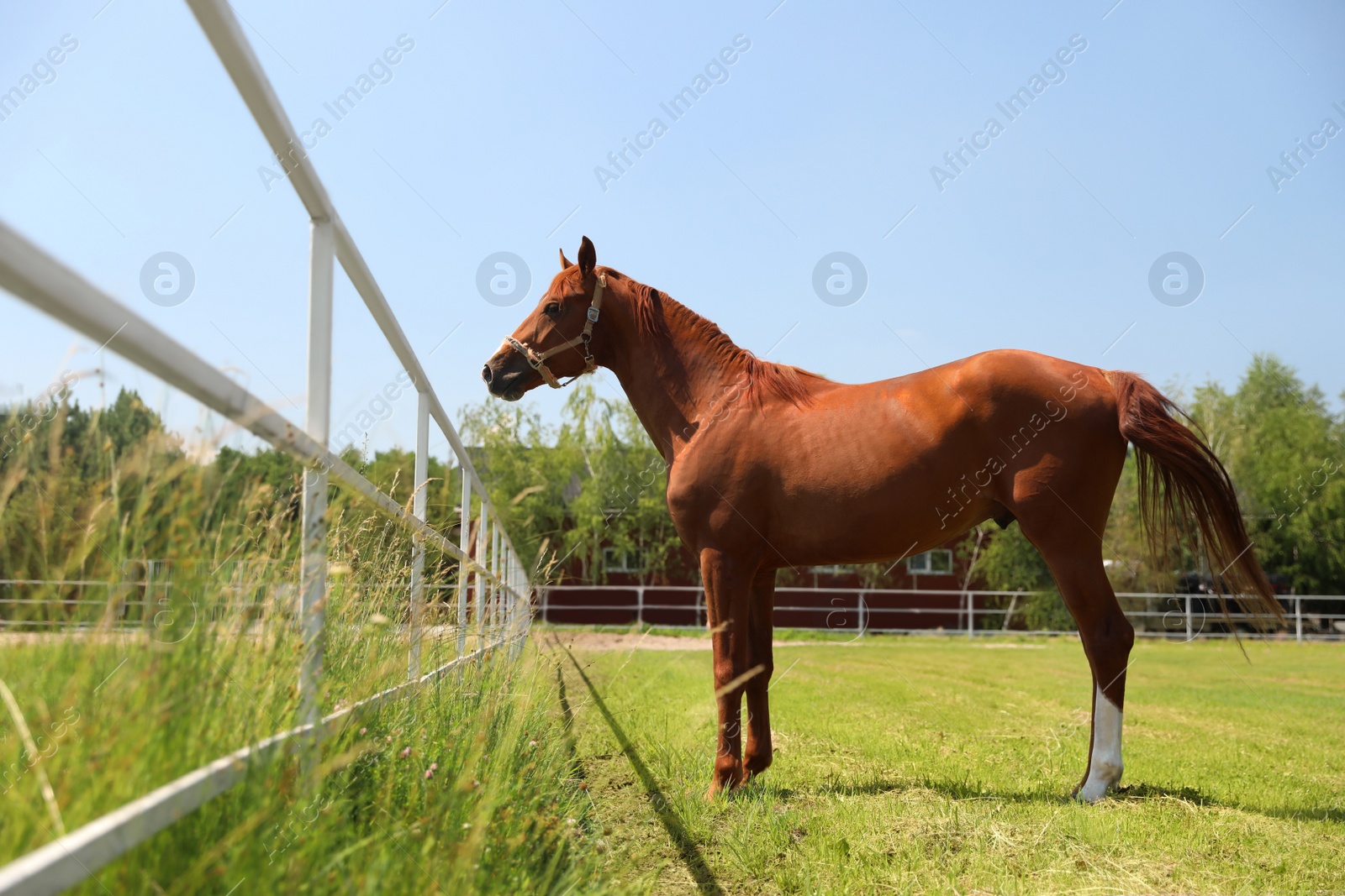 Photo of Chestnut horse in paddock on sunny day. Beautiful pet