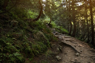 Photo of Picturesque view of mountain forest. Beautiful landscape