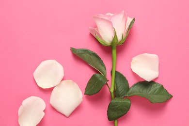 Photo of One beautiful rose and petals on pink background, top view