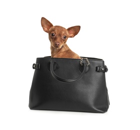 Photo of Cute toy terrier in female handbag isolated on white. Domestic dog