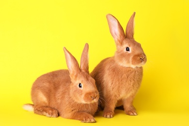 Photo of Cute bunnies on yellow background. Easter symbol