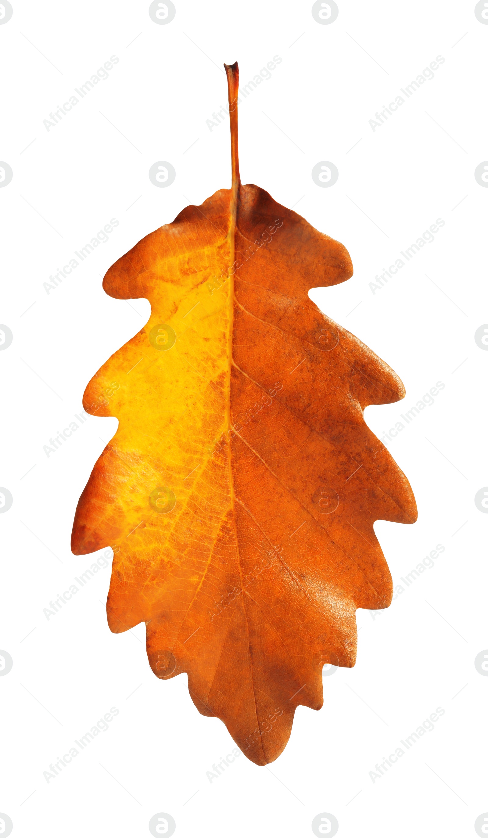 Photo of One oak leaf isolated on white. Autumn season