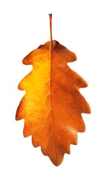 Photo of One oak leaf isolated on white. Autumn season