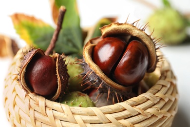 Photo of Horse chestnuts in wicker basket, closeup view