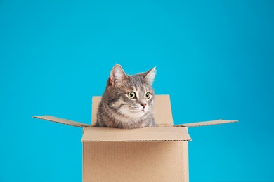 Photo of Cute grey tabby cat sitting in cardboard box on blue background