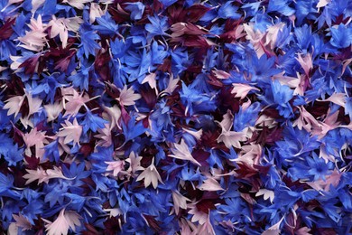 Beautiful colorful cornflowers petals as background, top view