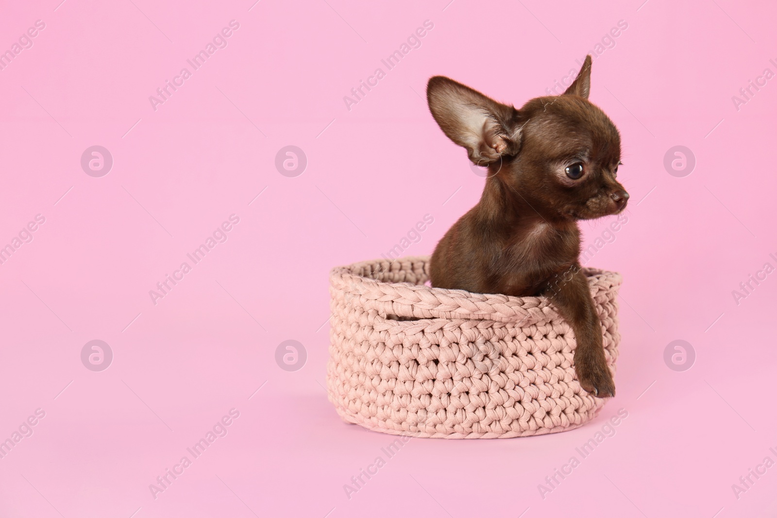Photo of Cute small Chihuahua dog in knitted basket on pink background. Space for text