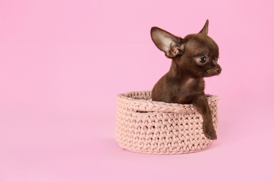 Photo of Cute small Chihuahua dog in knitted basket on pink background. Space for text