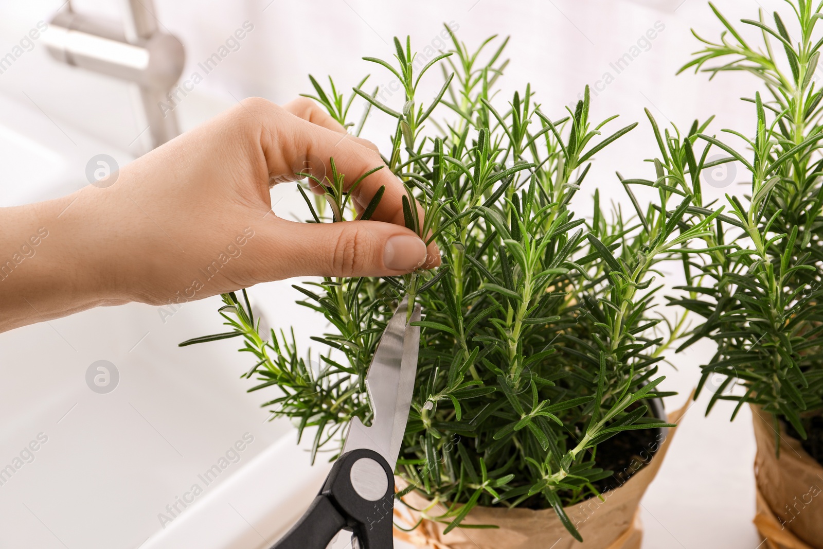 Photo of Woman cutting aromatic green rosemary sprig indoors, closeup
