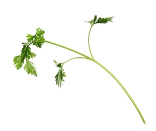 Fresh green organic parsley on white background