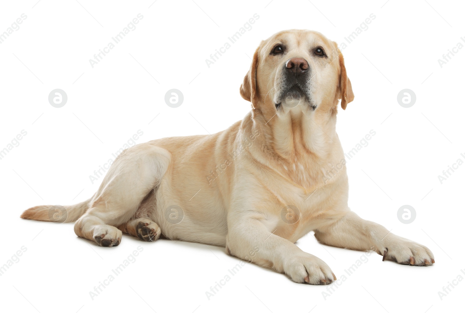 Photo of Yellow labrador retriever lying on white background