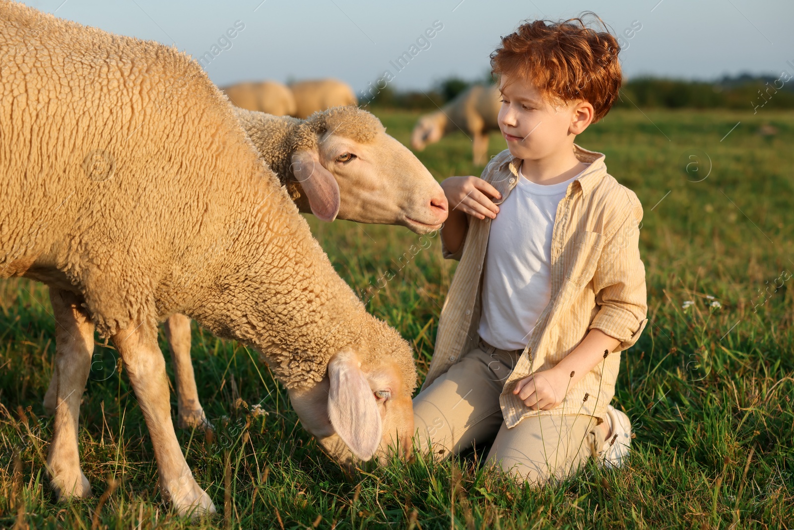 Photo of Boy with sheep on pasture. Farm animals