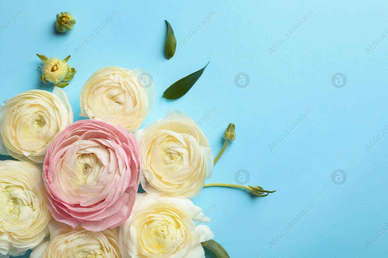 Photo of Beautiful ranunculus flowers on color background, flat lay