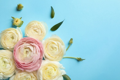 Beautiful ranunculus flowers on color background, flat lay