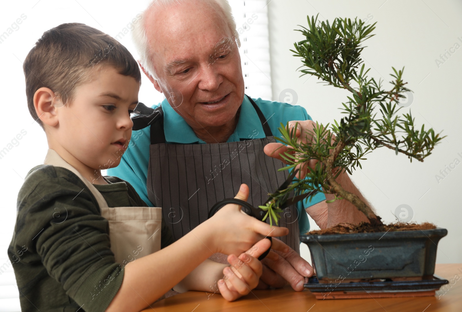 Photo of Senior man with little grandson taking care of Japanese bonsai plant indoors. Creating zen atmosphere at home